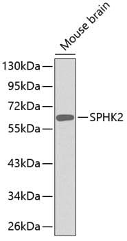 SPHK2 Antibody