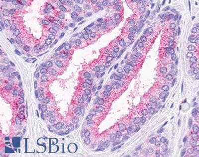 PathPlus™ OR51E1 Antibody (C-Terminus)