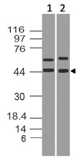 NFKBIA / IKB Alpha / IKBA Antibody