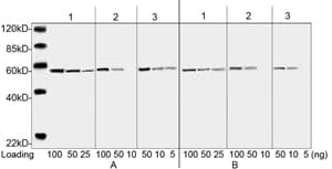 DYKDDDDK Tag Antibody (clone 5A8E5)