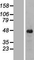ITPK1 Protein (Over-Expression Lysate Myc-DDK (Flag))