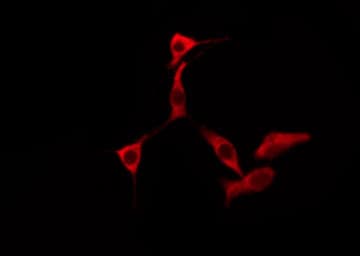 OR2F2 Antibody