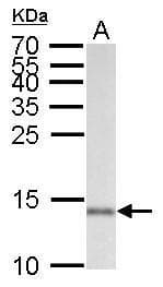 PathPlus™ AIF1 / IBA1 Antibody (aa85-147)