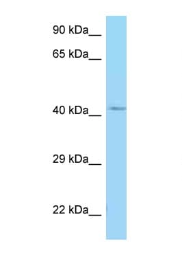 Polyclonal Rabbit anti-Human GALR1 / Galanin Receptor 1 Antibody (C-Terminus, WB)