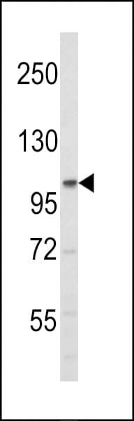 ERN2 Antibody (aa39-72)
