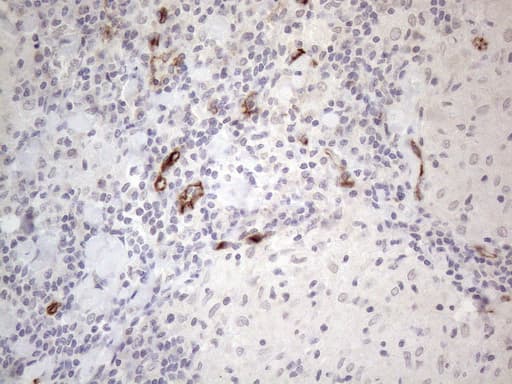CD34 Antibody (aa312-385, clone OTI12F2)