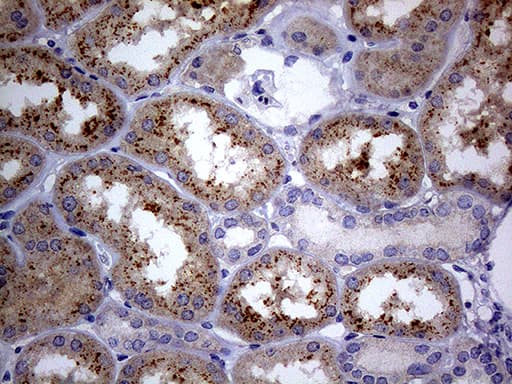Monoclonal Mouse anti-Human C4orf36 Antibody (clone OTI8B7, IHC, WB)