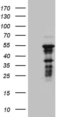 ZNF2 Antibody (clone OTI1G3)