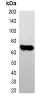 Monoclonal Mouse E2 Tag Antibody (WB)