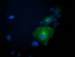 PRKAR1B Antibody (clone OTI9C5, Carrier-free)