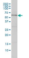 DNAJC7 Antibody (clone 4G6-G3)