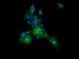 MLANA / Melan-A Antibody (clone OTI5F12, Carrier-free)