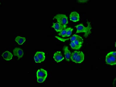 NOMO1 / PM5 Antibody