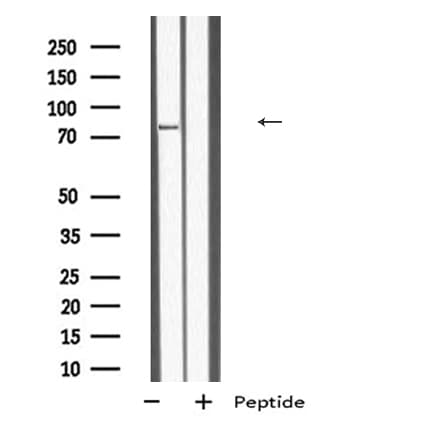 TBC1D10B Antibody
