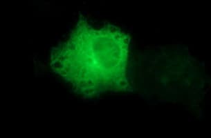 TUBB2B / Tubulin Beta 2B Antibody (clone OTI2G1, Carrier-free)
