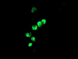 LHX1 Antibody (clone OTI3A9)