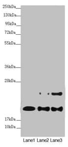 NDUFB10 Antibody