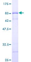 Human DEPTOR / DEPDC6 Protein (Recombinant GST)