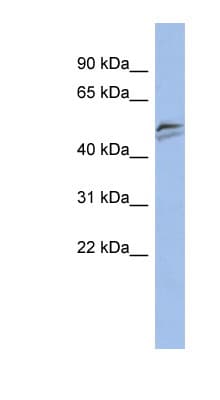 SNAPC3 Antibody (aa215-264)