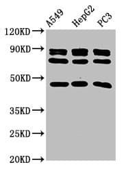 WNT7B Antibody