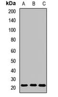 GPX7 Antibody