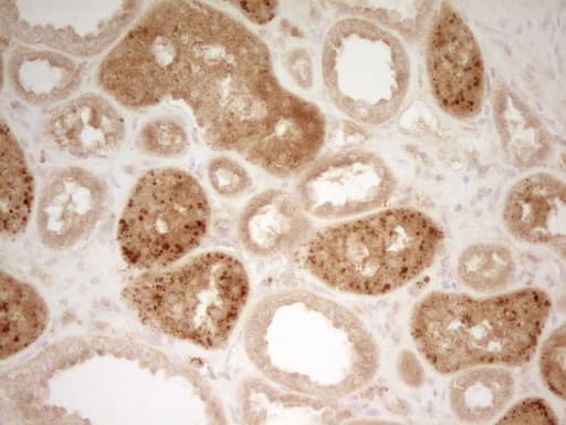 Monoclonal Mouse anti-Human TFPI / LACI Antibody (clone OTI5A2, aa29-304, IHC, WB)