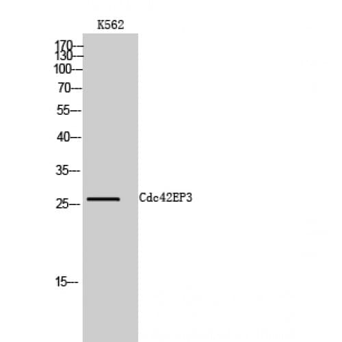 Polyclonal Rabbit anti-Human CDC42EP3 Antibody (N-Terminal, WB)
