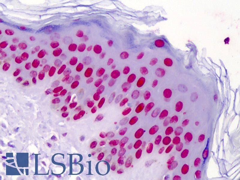 IHC-plus™ Monoclonal Mouse anti-Human Histone H4 Antibody (Di-Methyl-Lys20, IHC, WB)