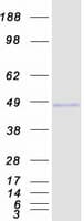 Human RNF34 Protein (Recombinant Myc-DDK (Flag))