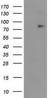 NFKBIZ / IKBZ Antibody (clone OTI1E8)