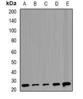 TMED10 / TMP21 Antibody
