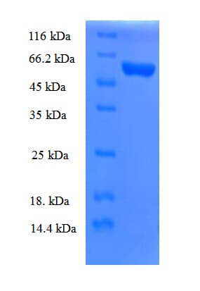 Human MRPL19 Protein (Recombinant GST)