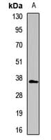 Polyclonal Rabbit anti-Human GPS2 Antibody (WB)