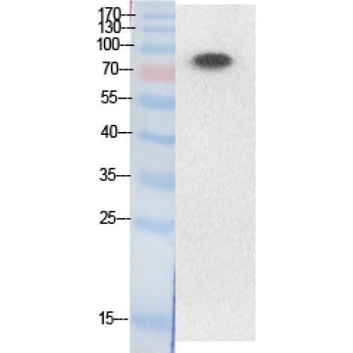 Ubiquitin Antibody (around the acetylation site of K33.)