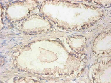 IHC-plus™ CST3 / Cystatin C Antibody