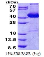 Human IMPACT Protein (Recombinant His)