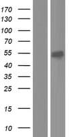 CKMT1A Protein (Over-Expression Lysate Myc-DDK (Flag))