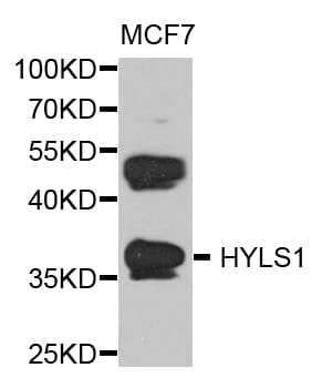 HYLS1 Antibody