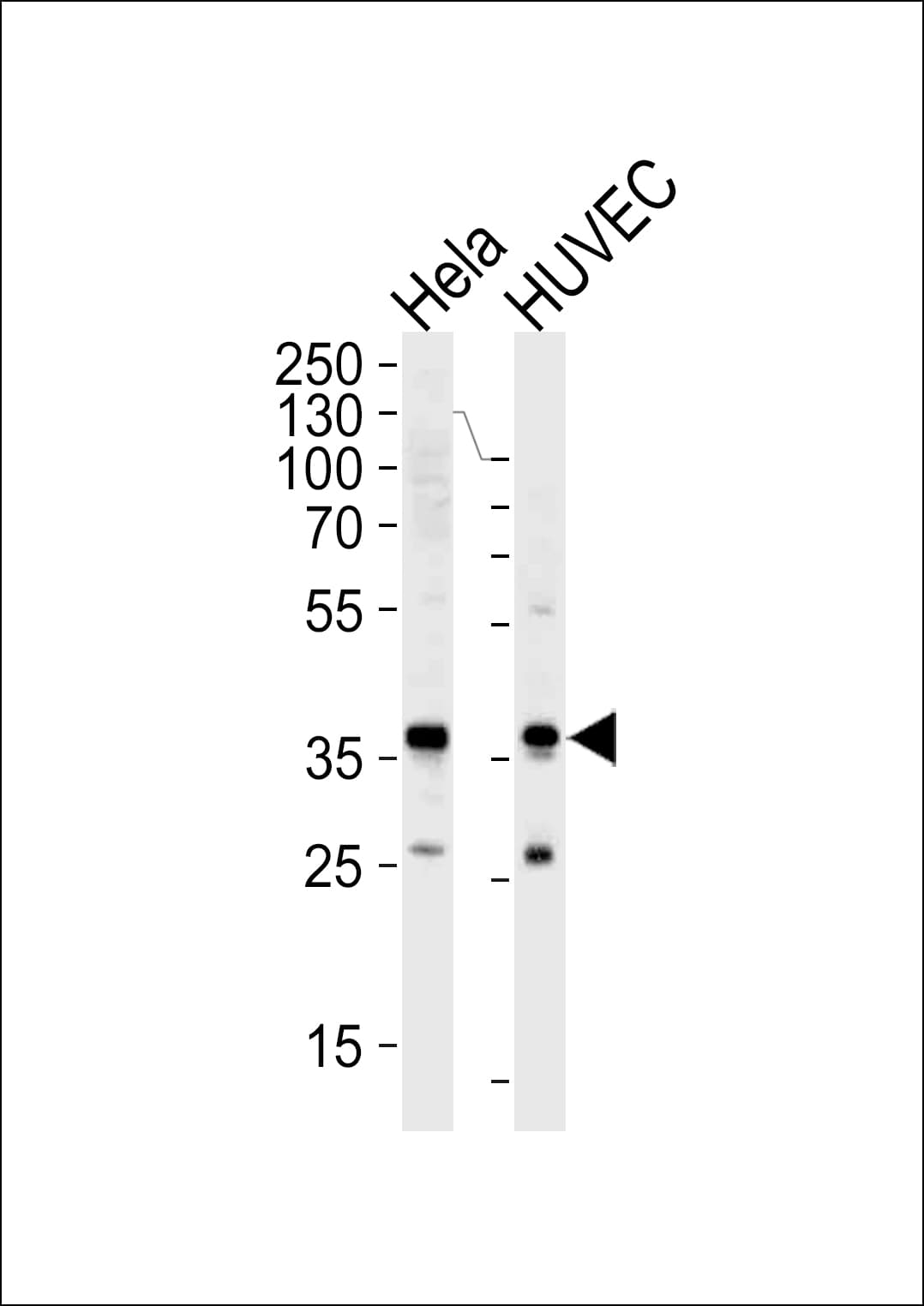 GAPDH Antibody (aa62-91)