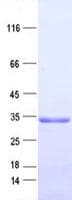 Human Adiponectin Protein (Recombinant DDK,C-terminus)