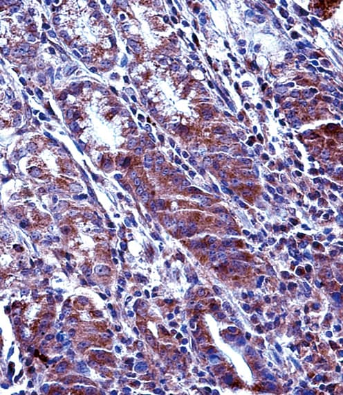 MCL1 / MCL 1 Antibody (aa217-245)