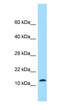 PK2 / PROK2 Antibody (aa53-102)