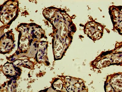 Polyclonal Rabbit anti-Human CD46 Antibody (IHC, WB)