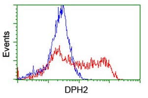 DPH2 Antibody (clone OTI4E7)