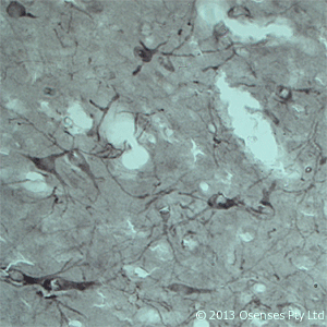 Polyclonal Rabbit anti-Rat VPS45 Antibody (Internal, IHC, WB)