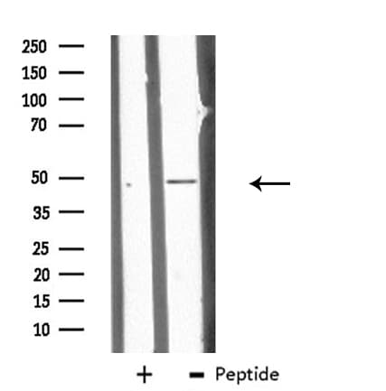 CHST10 Antibody