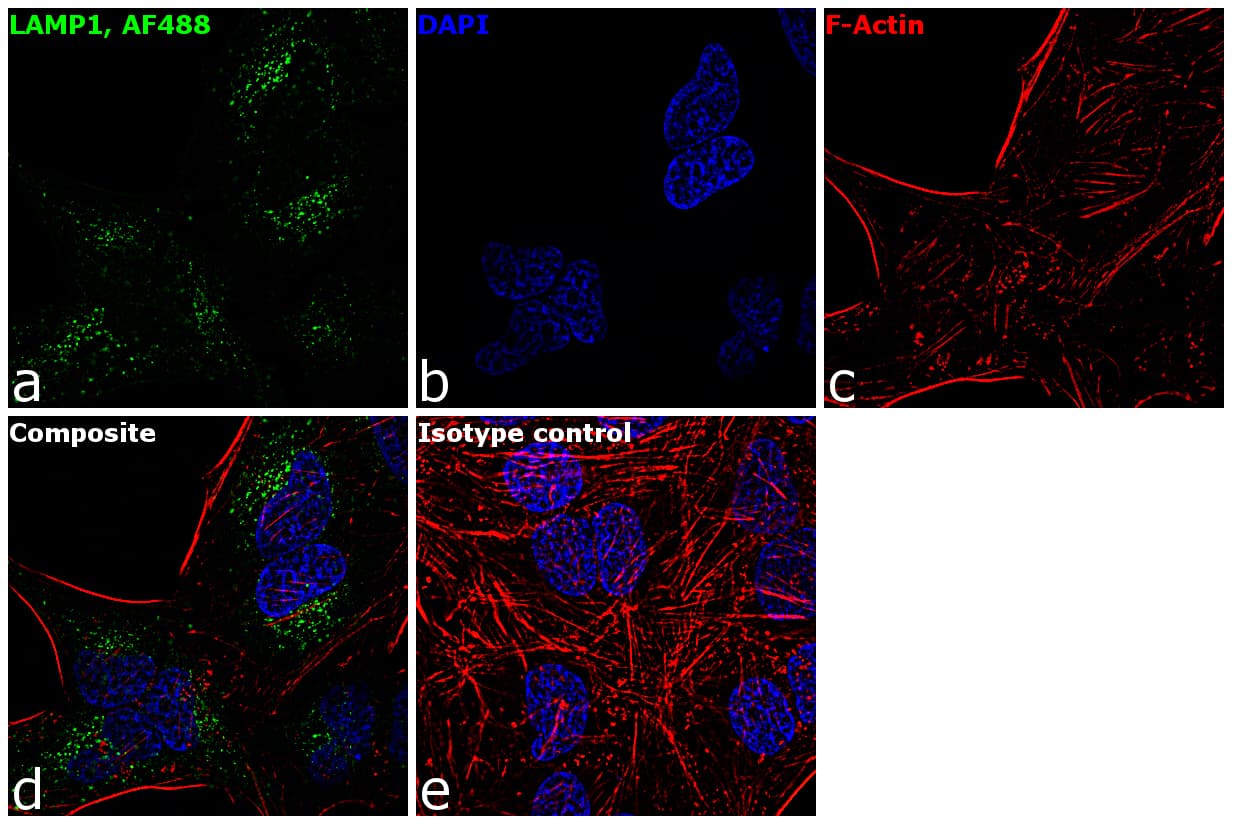 LAMP1 / CD107a Antibody (clone H4A3, AF488)