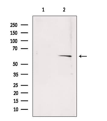 ERG1 / SQLE Antibody