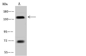 TTF2 / HuF2 Antibody