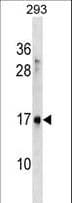 SYS1 Antibody (aa125-153)